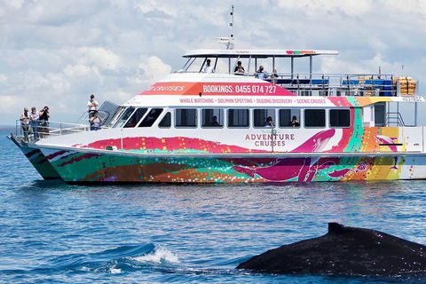 Half-Day Whale Watching In Urangan - Kawana Tourism 1