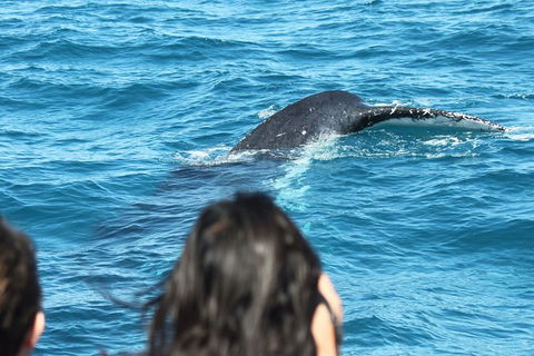 Half-Day Whale Watching In Urangan - Kawana Tourism 7