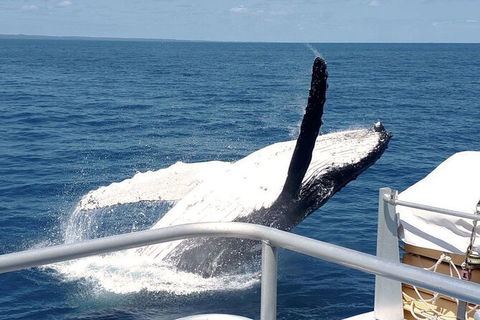 Half-Day Whale Watching In Urangan - Kawana Tourism 3
