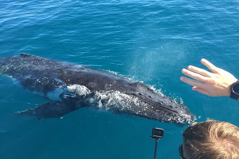 Half-Day Whale Watching In Urangan - Kawana Tourism 6