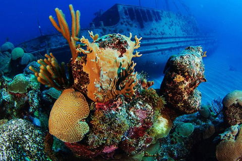 PADI Diving Courses On The Gold Coast - Kawana Tourism 3