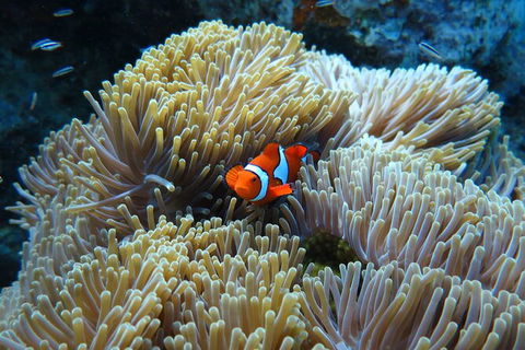 PADI Diving Courses On The Gold Coast - Kawana Tourism 4