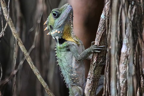Mossman Gorge Adventure Day - Kawana Tourism 3