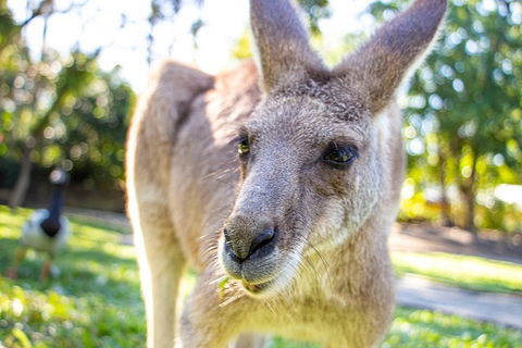 Virtual Interactive Australian Wildlife Tour With Private Guide-Wildlife Habitat - Kawana Tourism 6