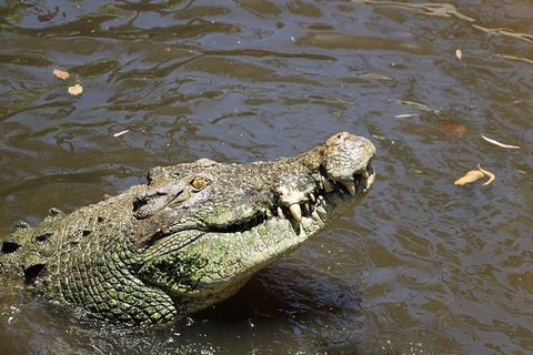 Virtual Interactive Australian Wildlife Tour With Private Guide-Wildlife Habitat - Kawana Tourism 2