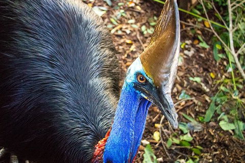 Virtual Interactive Australian Wildlife Tour With Private Guide-Wildlife Habitat - Kawana Tourism 5