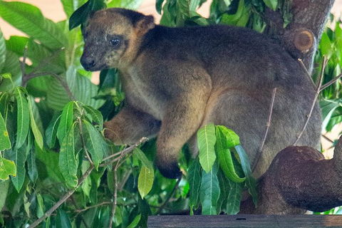 Virtual Interactive Australian Wildlife Tour With Private Guide-Wildlife Habitat - Kawana Tourism 1