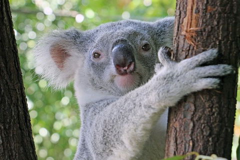 Virtual Interactive Australian Wildlife Tour With Private Guide-Wildlife Habitat - Kawana Tourism 0