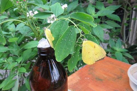 Australian Butterfly Sanctuary- Virtual Interactive Tour With Private Guide - Kawana Tourism 5