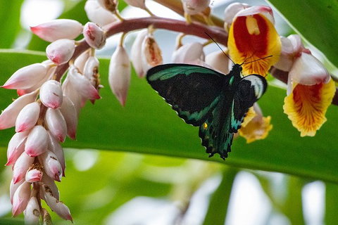 Australian Butterfly Sanctuary- Virtual Interactive Tour With Private Guide - Kawana Tourism 0