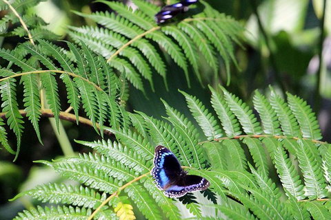 Australian Butterfly Sanctuary- Virtual Interactive Tour With Private Guide - Kawana Tourism 3