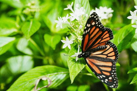 Australian Butterfly Sanctuary- Virtual Interactive Tour With Private Guide - Kawana Tourism 4