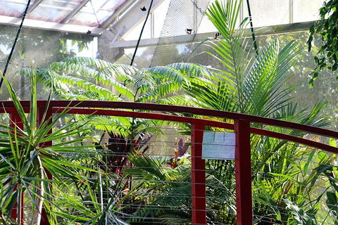 Australian Butterfly Sanctuary- Virtual Interactive Tour With Private Guide - Kawana Tourism 2