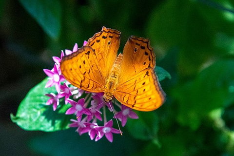 Australian Butterfly Sanctuary- Virtual Interactive Tour With Private Guide - Kawana Tourism 1