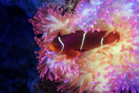 Cairns Aquarium By Twilight With 3 Course Dinner - Kawana Tourism 6