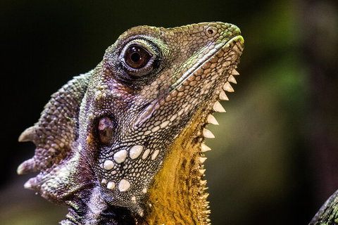 Cairns Aquarium By Twilight With 3 Course Dinner - Kawana Tourism 5