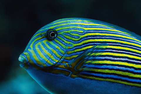 Cairns Aquarium By Twilight With 3 Course Dinner - Kawana Tourism 4