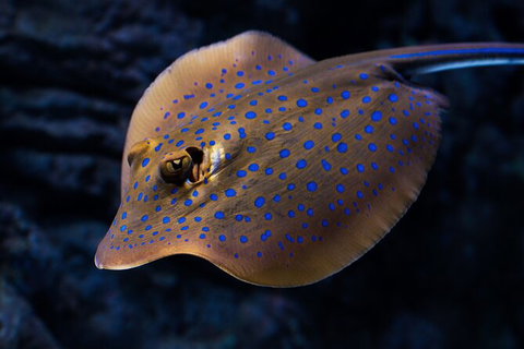 Cairns Aquarium By Twilight With 3 Course Dinner - Kawana Tourism 2