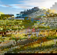 Barossa Valley Highlights from Barossa Valley Including Wine and Cheese Tasting - Kawana Tourism