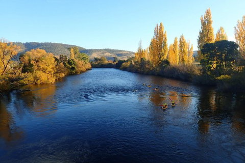 Paddle With The Platypus Twilight Kayak Adventure - Kawana Tourism 3