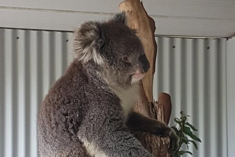 Shore Excursion: Coast, Caves And Wildlife Park - 8 Hour Tour - Kawana Tourism 11