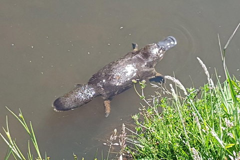 Shore Excursion: Coast, Caves And Wildlife Park - 8 Hour Tour - Kawana Tourism 1