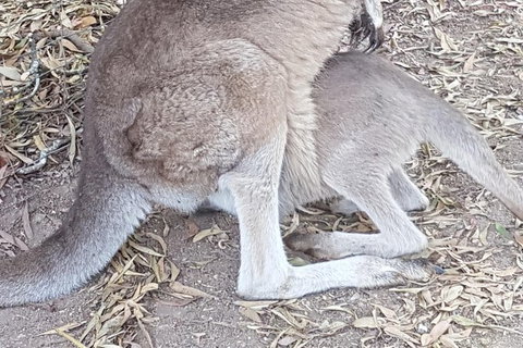 Shore Excursion: Coast, Caves And Wildlife Park - 8 Hour Tour - Kawana Tourism 19