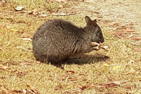 Shore Excursion: Coast, Caves And Wildlife Park - 8 Hour Tour - Kawana Tourism 3