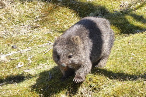 Shore Excursion: Coast, Caves And Wildlife Park - 8 Hour Tour - Kawana Tourism 6