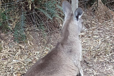 Shore Excursion: Coast, Caves And Wildlife Park - 8 Hour Tour - Kawana Tourism 9