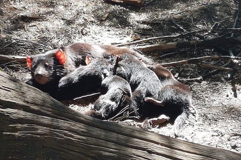 Shore Excursion: Coast, Caves And Wildlife Park - 8 Hour Tour - Kawana Tourism 14