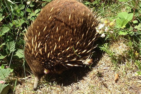 Shore Excursion: Coast, Caves And Wildlife Park - 8 Hour Tour - Kawana Tourism 18