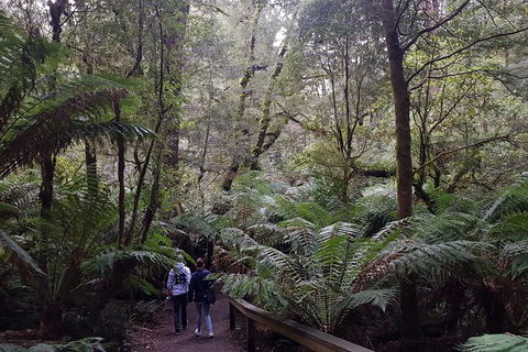 Great Ocean Road Full Day Private Experience - Kawana Tourism 6