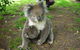 Overnight Great Ocean Road Tour From Melbourne - thumb 7