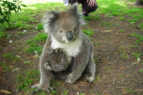 Overnight Great Ocean Road Tour From Melbourne - Kawana Tourism 7
