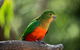 The Great Ocean Road Private 1 Day Tour - thumb 7