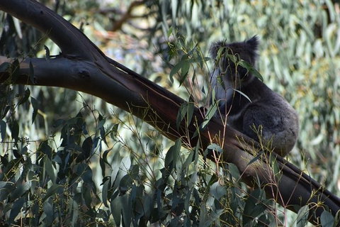 Great Ocean Road Tour Plus Koalas, Forest Walk And Morning Tea. - Kawana Tourism 2