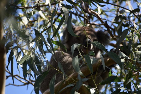 Great Ocean Road Tour Plus Koalas, Forest Walk And Morning Tea. - Kawana Tourism 6