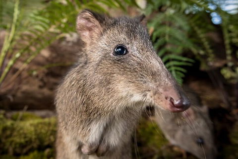 Walk With Wildlife: Guided Tour In Great Ocean Road - Kawana Tourism 1