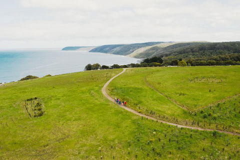 Walk With Wildlife: Guided Tour In Great Ocean Road - Kawana Tourism 3