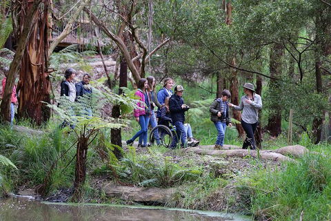 Walk With Wildlife: Guided Tour In Great Ocean Road - Kawana Tourism 4