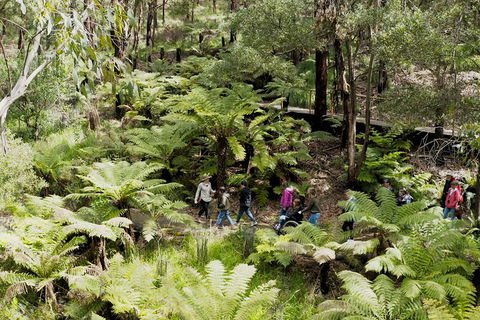 Walk With Wildlife: Guided Tour In Great Ocean Road - Kawana Tourism 6