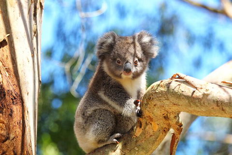 Walk With Wildlife: Guided Tour In Great Ocean Road - Kawana Tourism 2