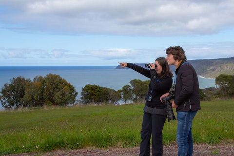 Walk With Wildlife: Guided Tour In Great Ocean Road - Kawana Tourism 5