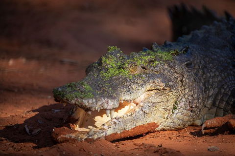 Malcolm Douglas Crocodile Park - Kawana Tourism 11