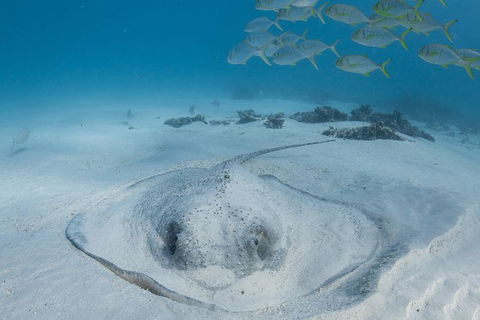 Coral Bay 3-Hour Turtle Ecotour - Kawana Tourism 2