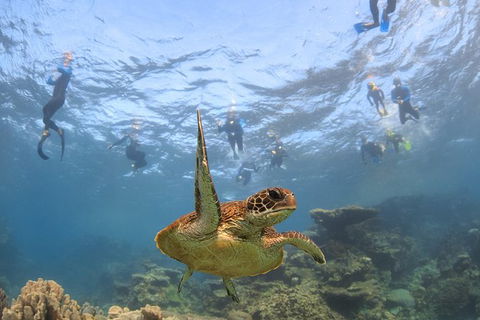Coral Bay 3-Hour Turtle Ecotour - Kawana Tourism 4