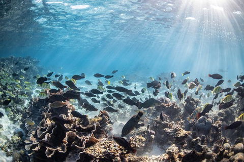 Coral Bay 3-Hour Turtle Ecotour - Kawana Tourism 5