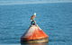Roebuck Bay Snubfin Dolphin Cruise - thumb 5