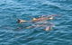 Roebuck Bay Snubfin Dolphin Cruise - thumb 2